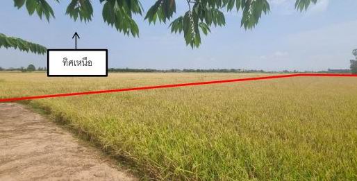 รูปที่ดินว่างเปล่า น้ำตาล อินทร์บุรี สิงห์บุรี