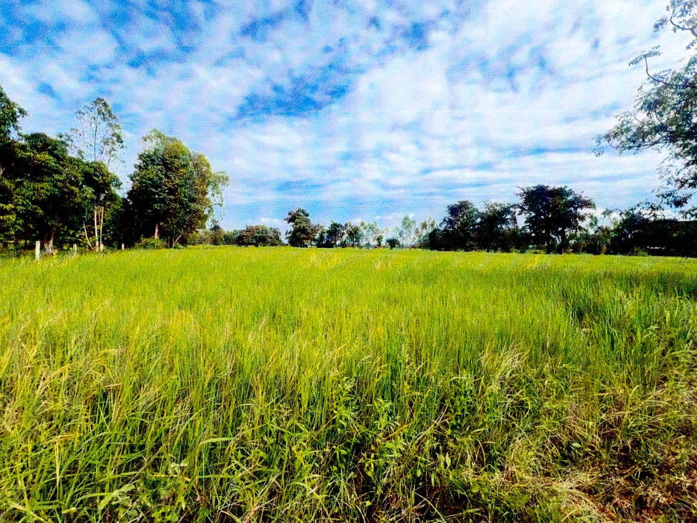 รูปที่ดินว่างเปล่า ตั้งใจ เมืองสุรินทร์ สุรินทร์