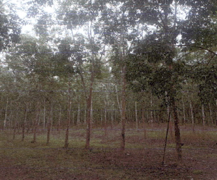 รูปที่ดินว่างเปล่า ร่องเคาะ วังเหนือ ลำปาง