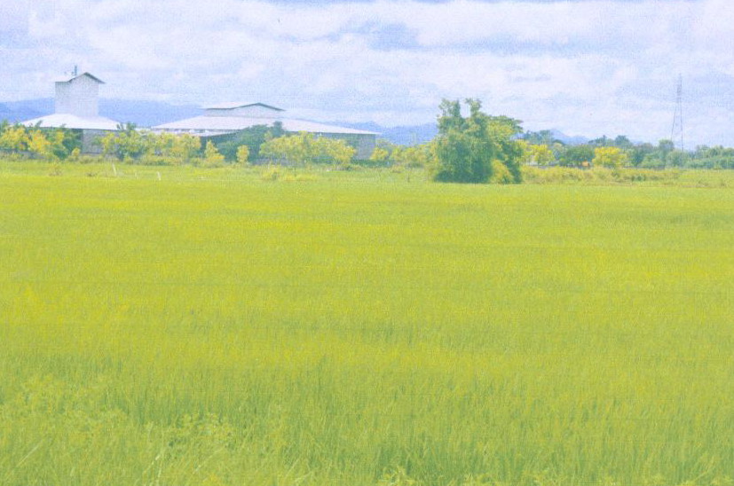 รูปที่ดินว่างเปล่า ทุ่งโฮ้ง เมืองแพร่ แพร่