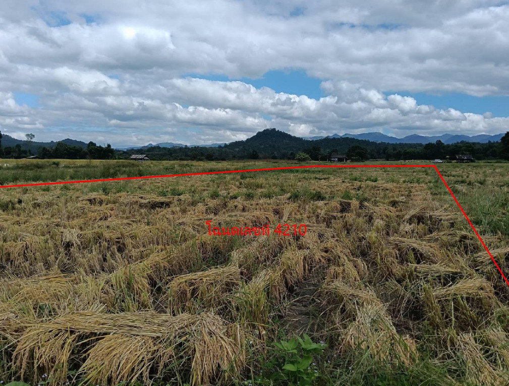 รูปที่ดินว่างเปล่า โปงทุ่ง ดอยเต่า เชียงใหม่