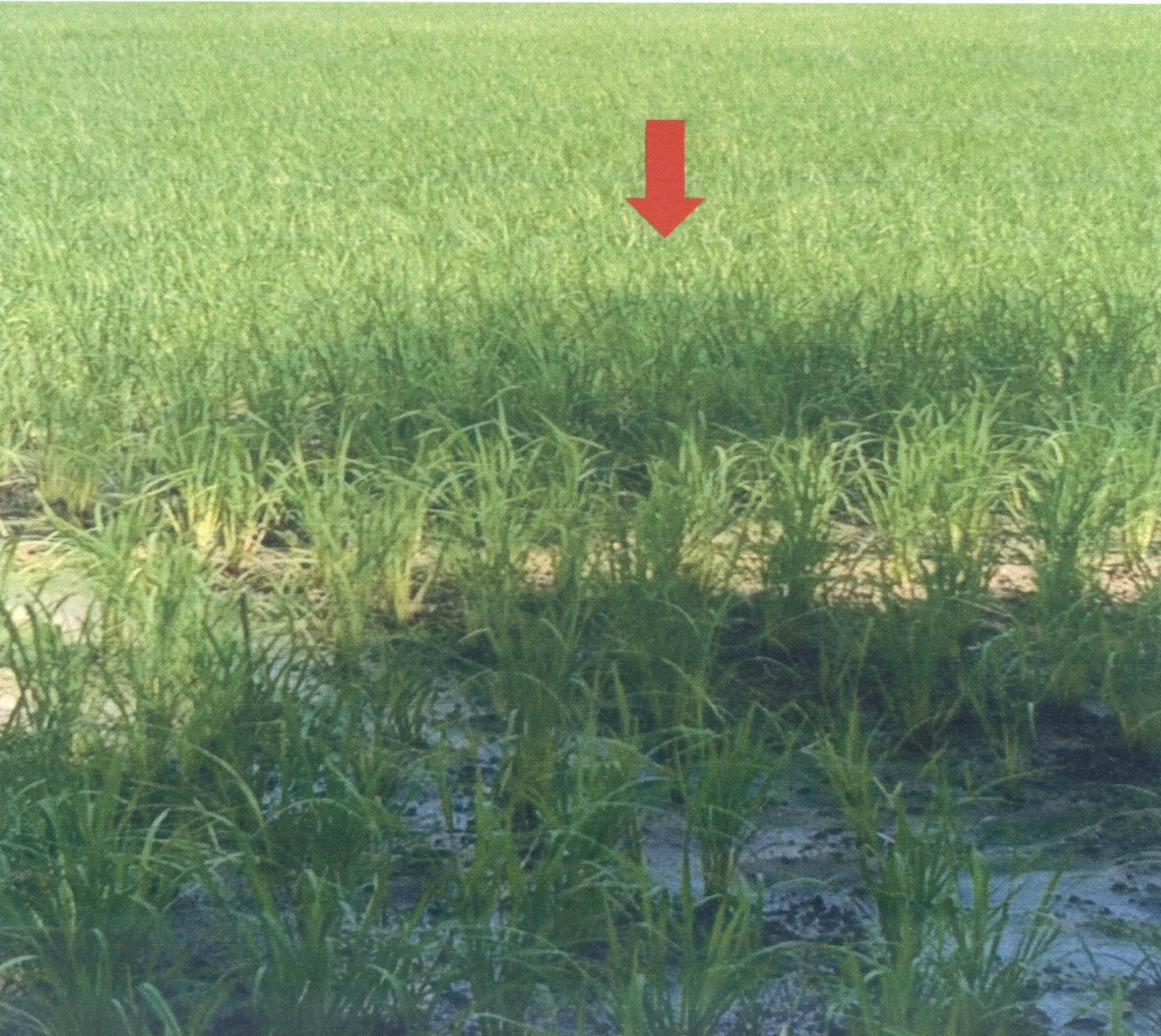 รูปที่ดินว่างเปล่า น้ำชำ สูงเม่น แพร่
