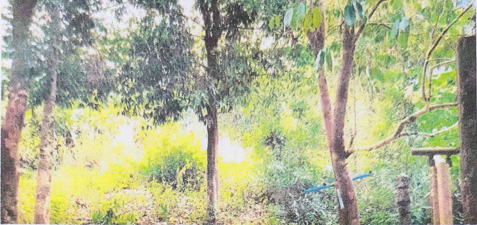 รูปที่ดินว่างเปล่า บุฝ้าย ประจันตคาม ปราจีนบุรี