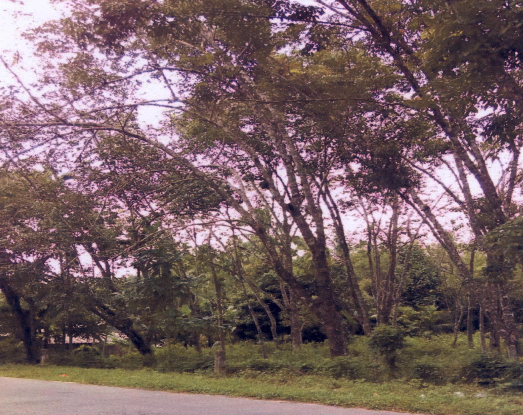 รูปที่ดินว่างเปล่า สามัคคี รือเสาะ นราธิวาส