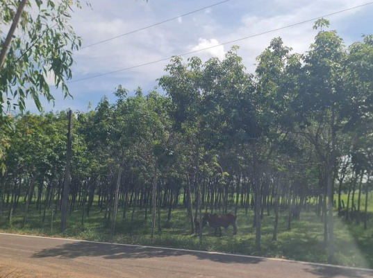 รูปที่ดินว่างเปล่า สร้างมิ่ง เลิงนกทา ยโสธร
