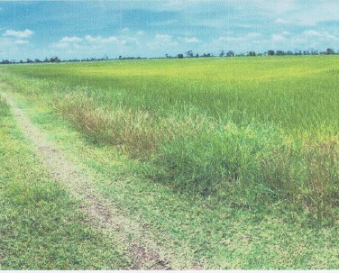 รูปที่ดินว่างเปล่า ทุ่งวัง สตึก บุรีรัมย์