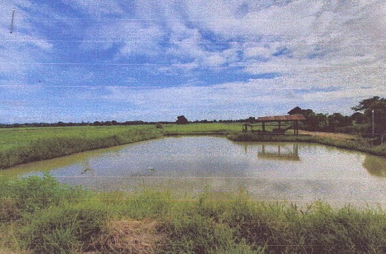 รูปที่ดินว่างเปล่า เมืองเก่า เมืองสุโขทัย สุโขทัย