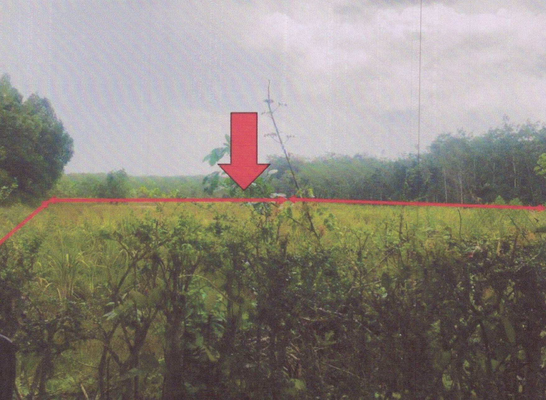 รูปที่ดินว่างเปล่า ทุ่งลาน คลองหอยโข่ง สงขลา