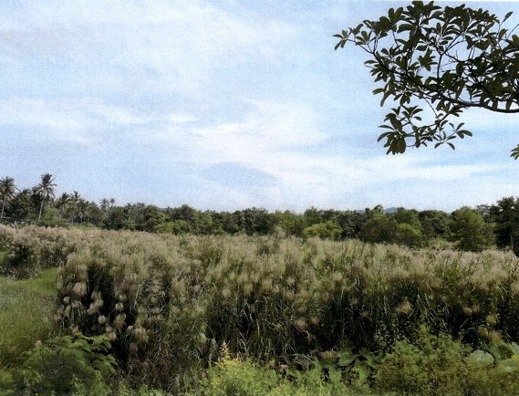 รูปที่ดินว่างเปล่า ทองมงคล บางสะพาน ประจวบคีรีขันธ์