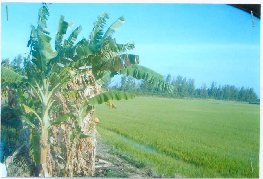 รูปที่ดินว่างเปล่า ดงพลับ บ้านหมี่ ลพบุรี