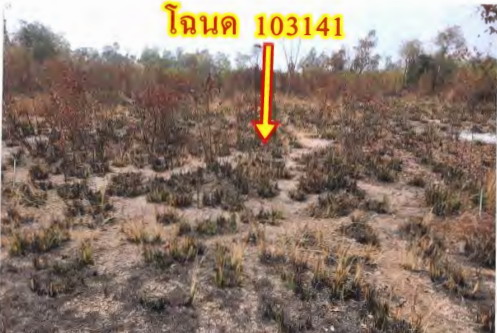 รูปที่ดินว่างเปล่า แจระแม เมืองอุบลราชธานี อุบลราชธานี