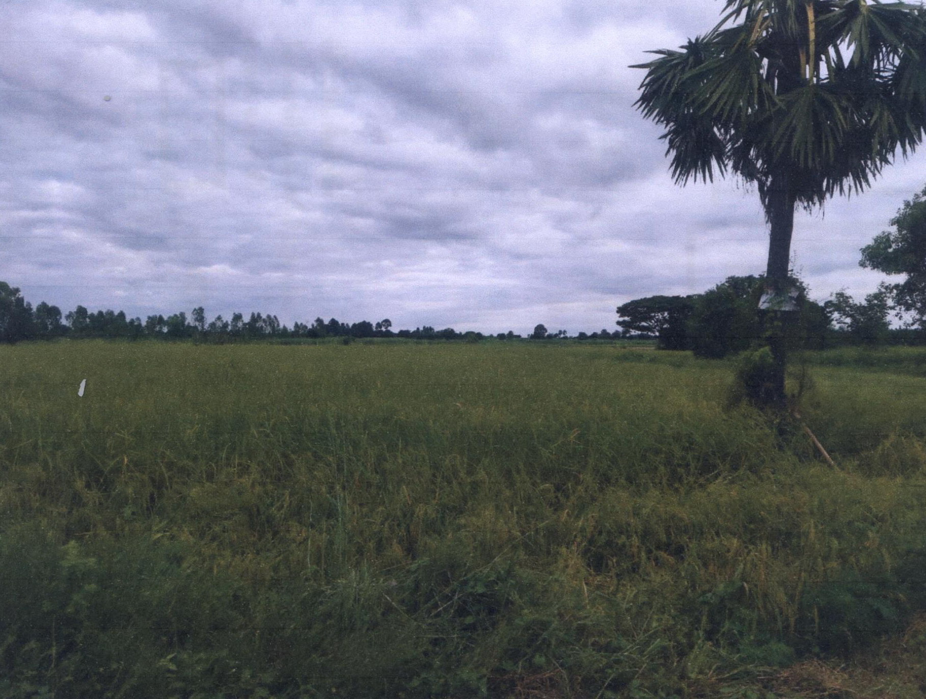 รูปที่ดินว่างเปล่า แชแล กุมภวาปี อุดรธานี