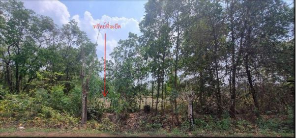 รูปที่ดินว่างเปล่า ถ่อนนาลับ บ้านดุง อุดรธานี