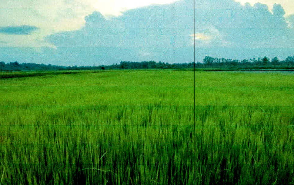 รูปที่ดินว่างเปล่า หนองบ่อ เมืองอุบลราชธานี อุบลราชธานี