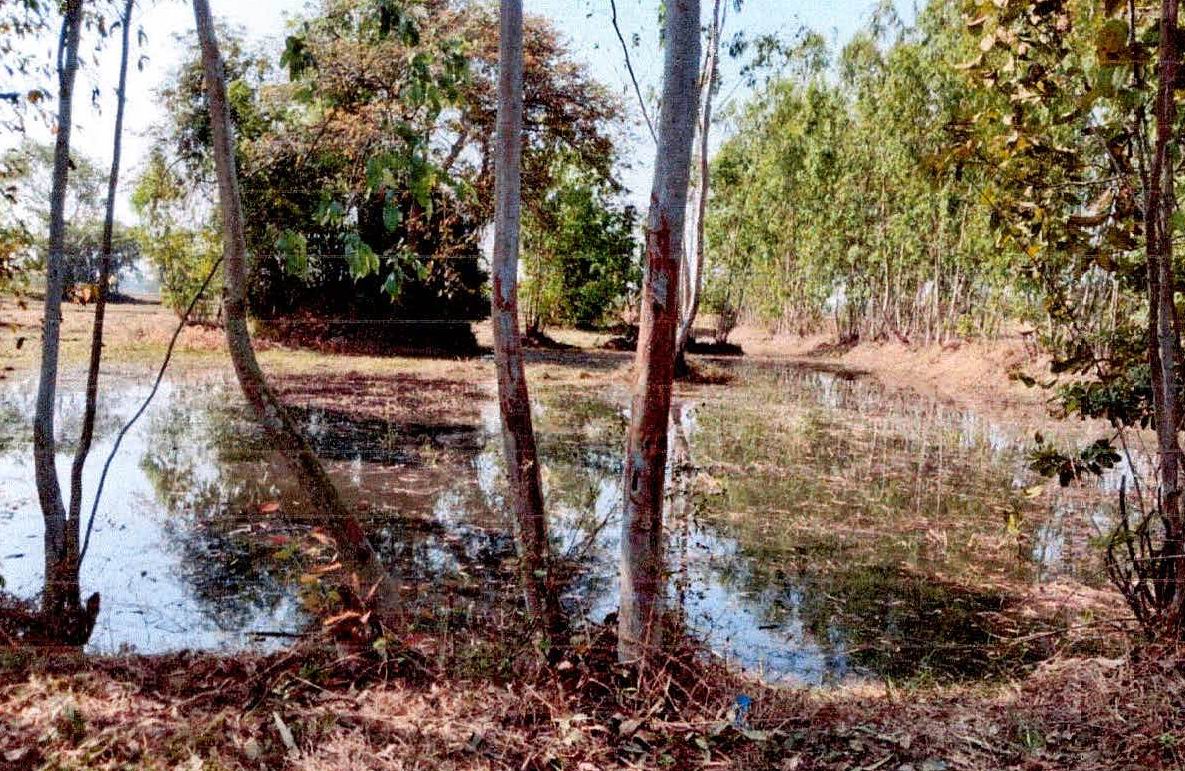 รูปที่ดินว่างเปล่า หนองเหล็ก ศีขรภูมิ สุรินทร์