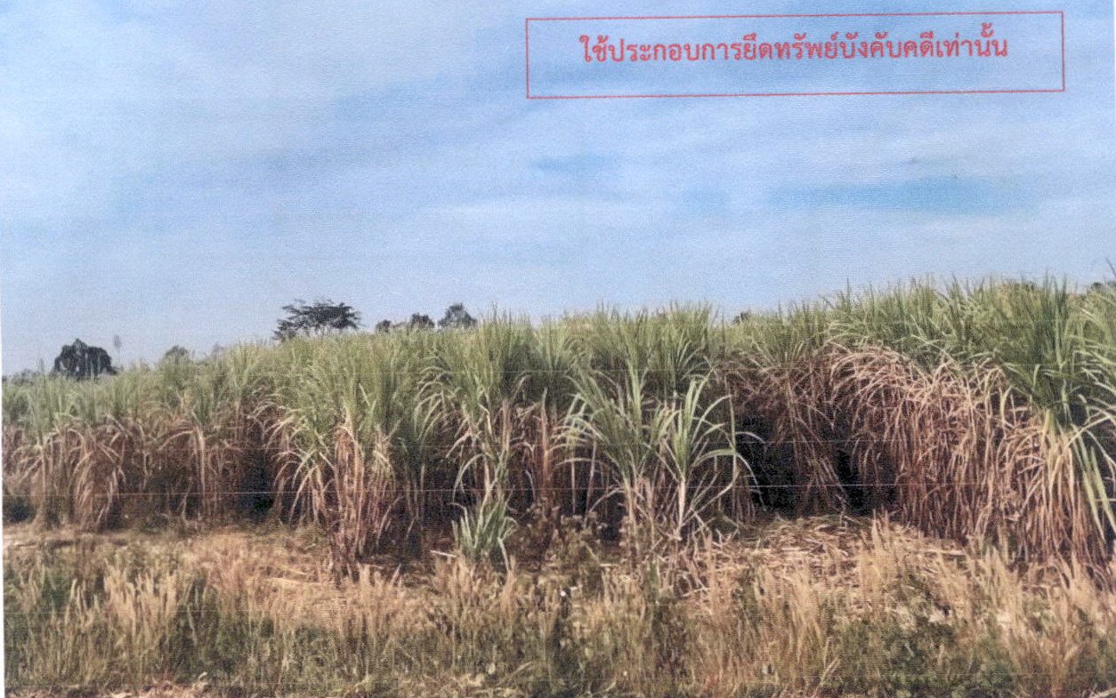 รูปที่ดินว่างเปล่า สงเปลือย นามน กาฬสินธุ์