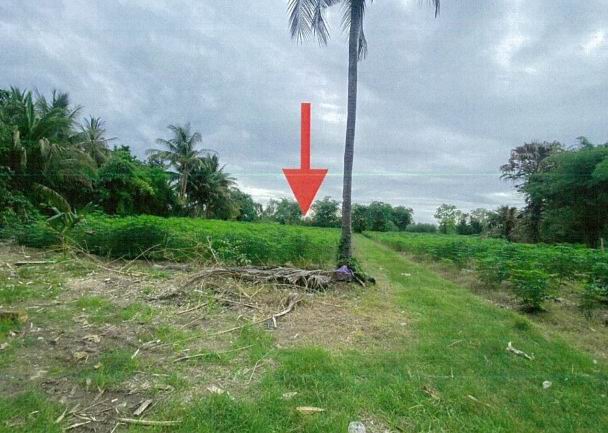รูปที่ดินว่างเปล่า ท่าไม้ พรานกระต่าย กำแพงเพชร