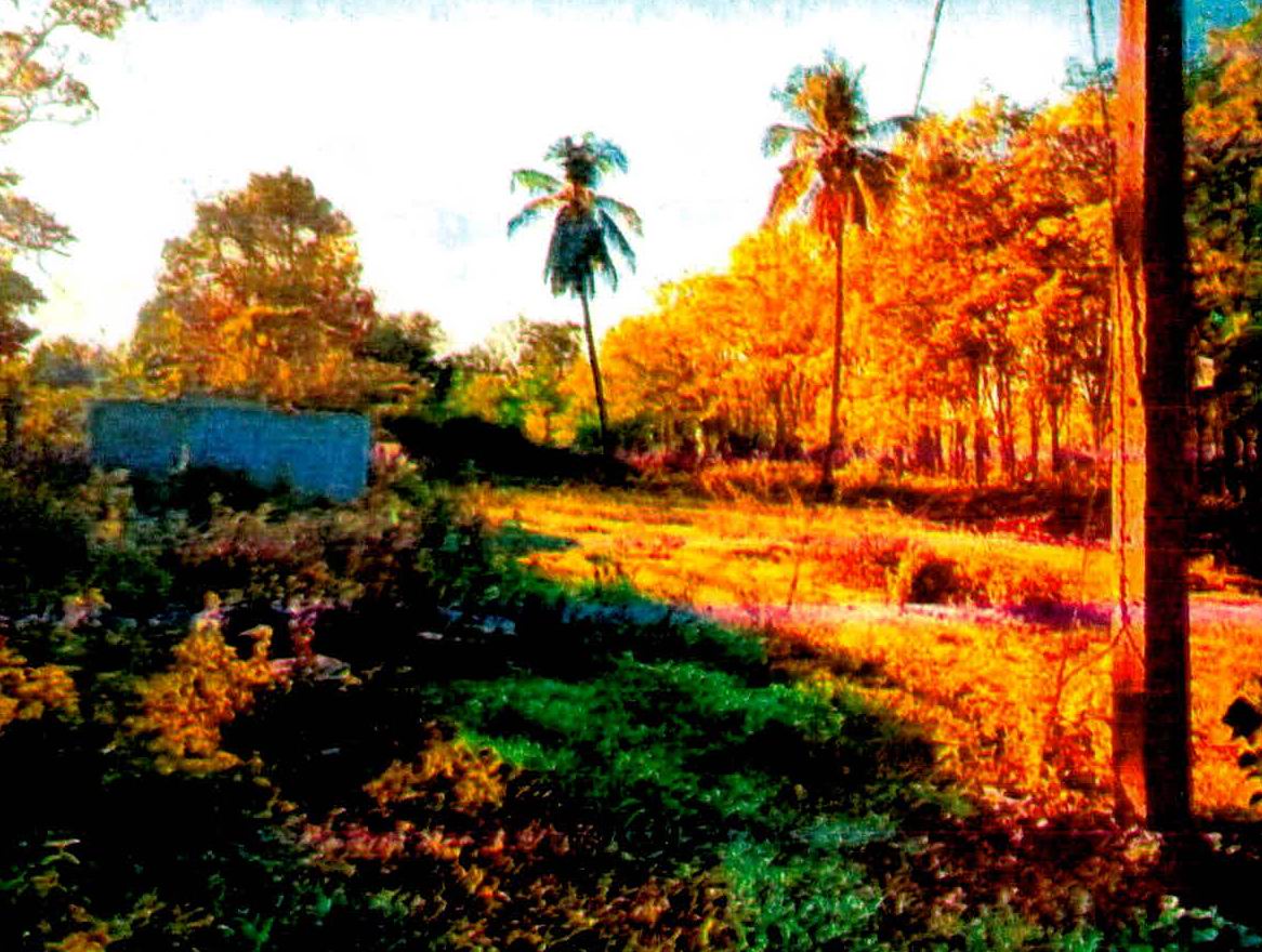 รูปที่ดินว่างเปล่า หนองใหญ่ ปราสาท สุรินทร์