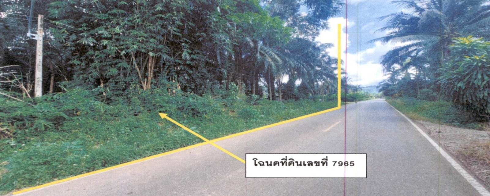 รูปที่ดินว่างเปล่า คลองชะอุ่น พนม สุราษฎร์ธานี
