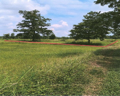 รูปที่ดินว่างเปล่า หนองแสง วาปีปทุม มหาสารคาม