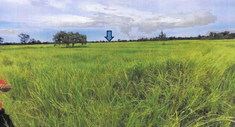 รูปที่ดินว่างเปล่า เดิด เมืองยโสธร ยโสธร