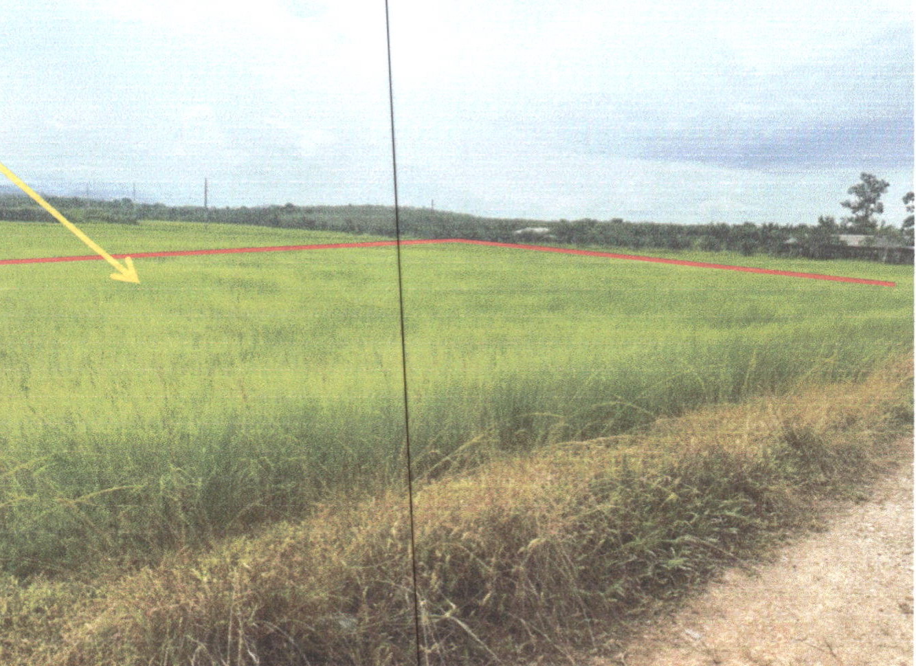 รูปที่ดินว่างเปล่า ร่มเมือง เมืองพัทลุง พัทลุง