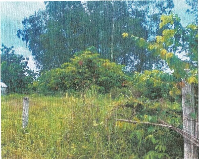 รูปที่ดินว่างเปล่า โคกงาม บ้านฝาง ขอนแก่น