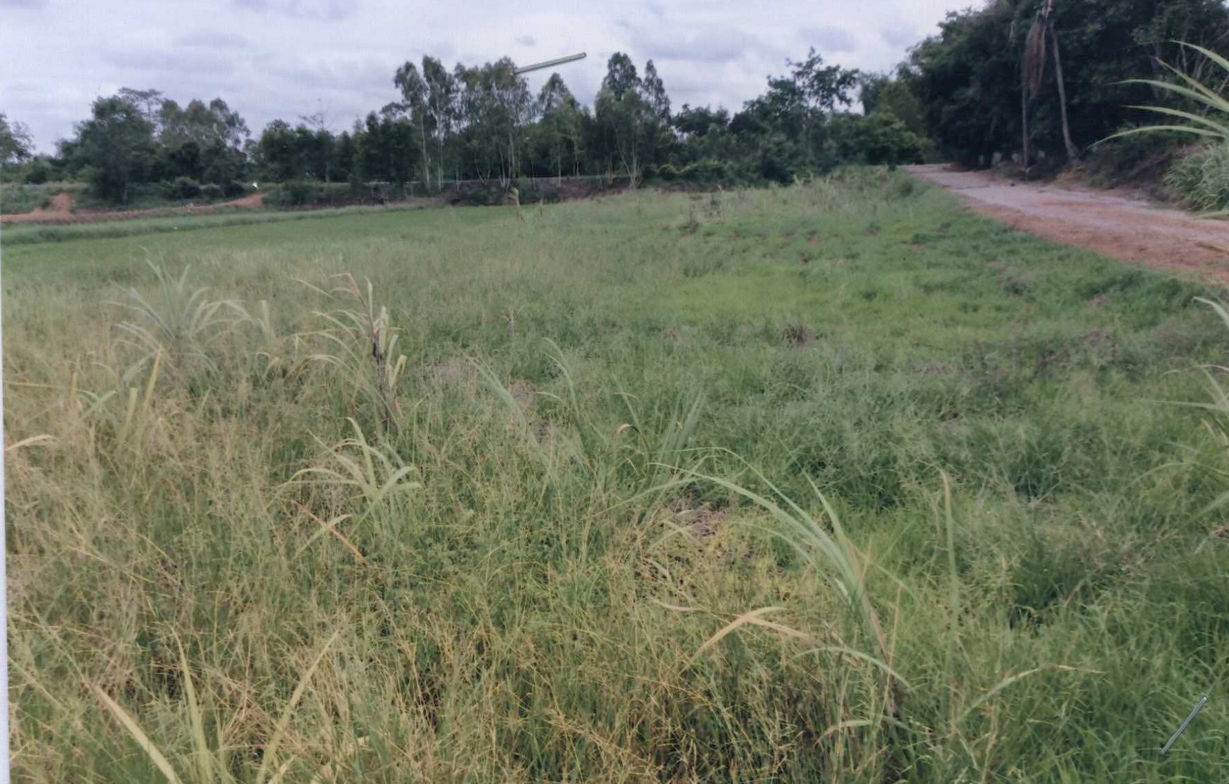 รูปที่ดินว่างเปล่า ลาดใหญ่ เมืองชัยภูมิ ชัยภูมิ