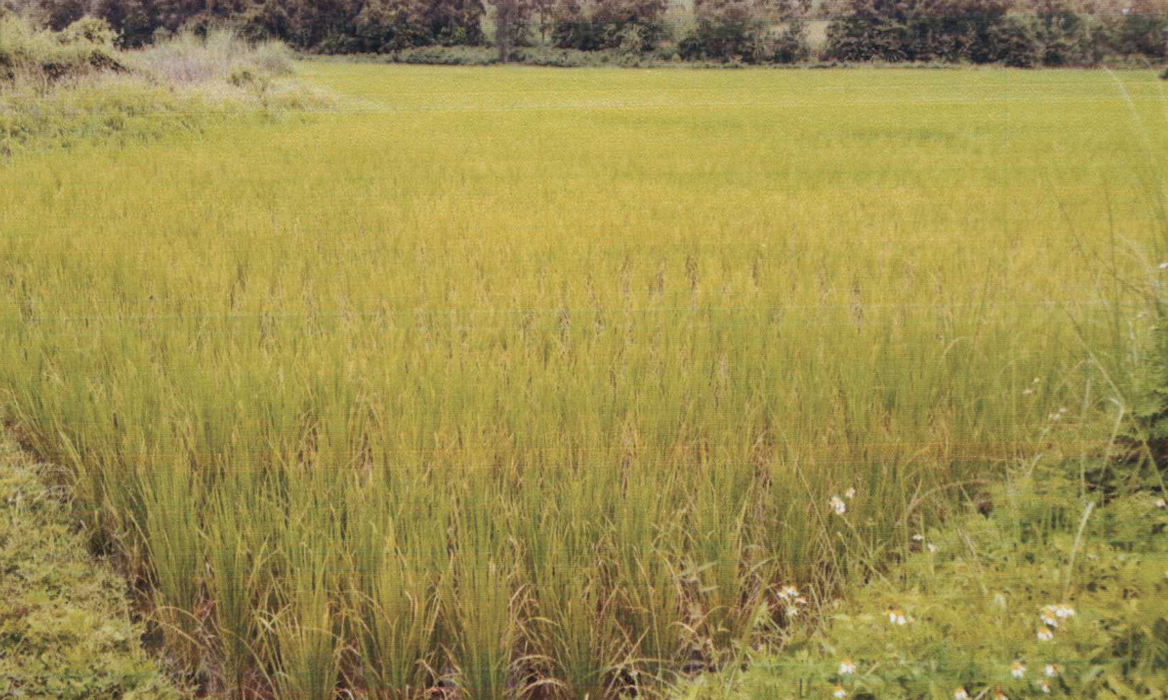รูปที่ดินว่างเปล่า แม่ปืม เมืองพะเยา พะเยา
