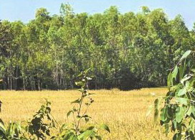 รูปที่ดินว่างเปล่า ม่วง บ้านม่วง สกลนคร