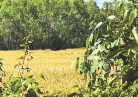 รูปที่ดินว่างเปล่า ม่วง บ้านม่วง สกลนคร