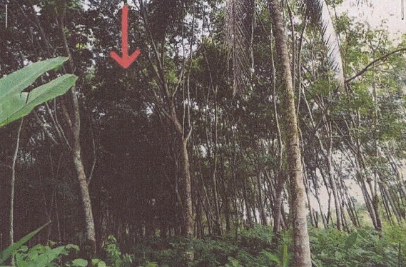 รูปที่ดินว่างเปล่า เกาะศรีบอยา เหนือคลอง กระบี่