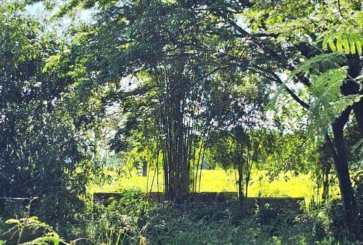 รูปที่ดินว่างเปล่า หนองตูม เมืองขอนแก่น ขอนแก่น