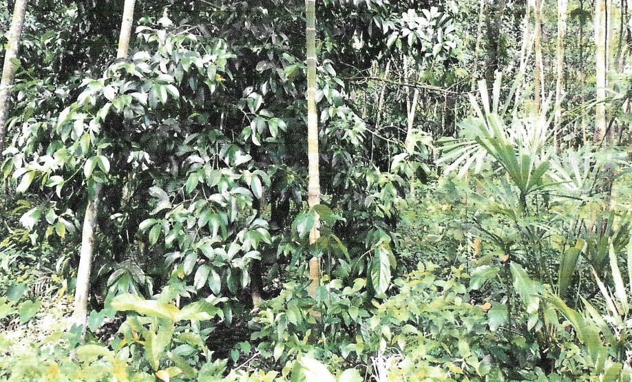 รูปที่ดินว่างเปล่า ลำภู เมืองนราธิวาส นราธิวาส
