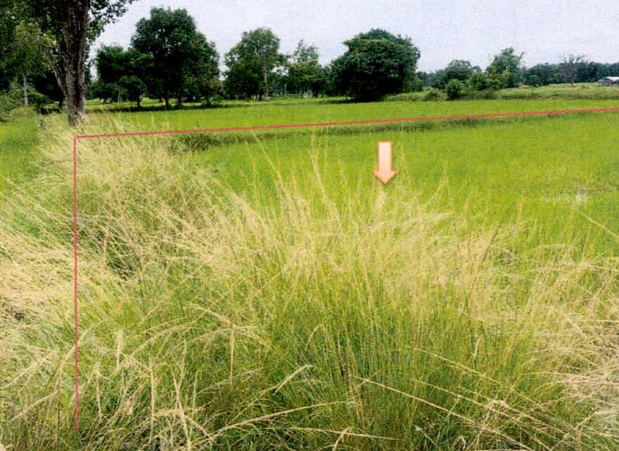 รูปที่ดินว่างเปล่า โพนข่า เมืองศรีสะเกษ ศรีสะเกษ