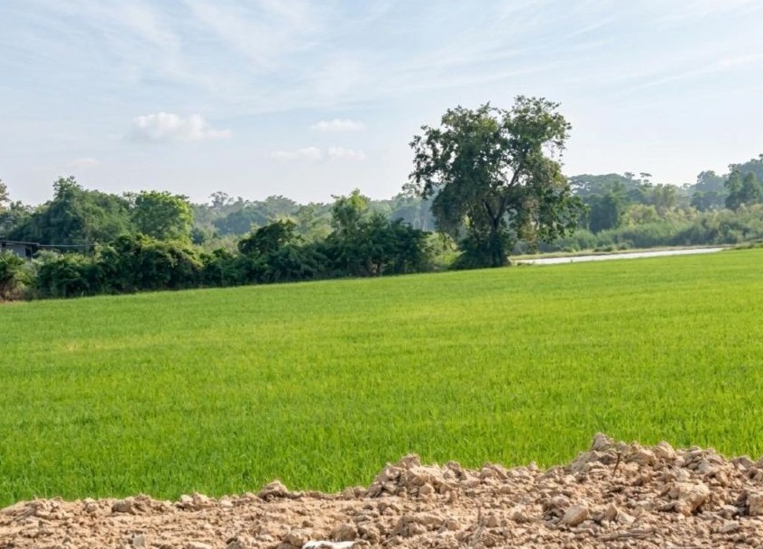 รูปที่ดินว่างเปล่า บ้านใหม่ (หางกะเบน) พระนครศรีอยุธยา พระนครศรีอยุธยา