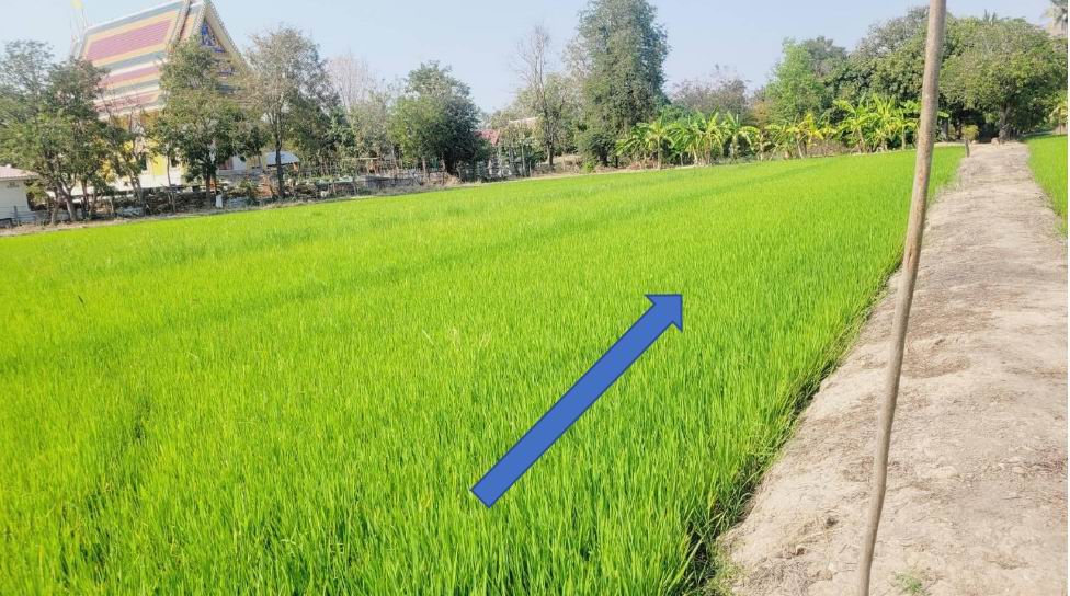 รูปที่ดินว่างเปล่า นางบวช เดิมบางนางบวช สุพรรณบุรี