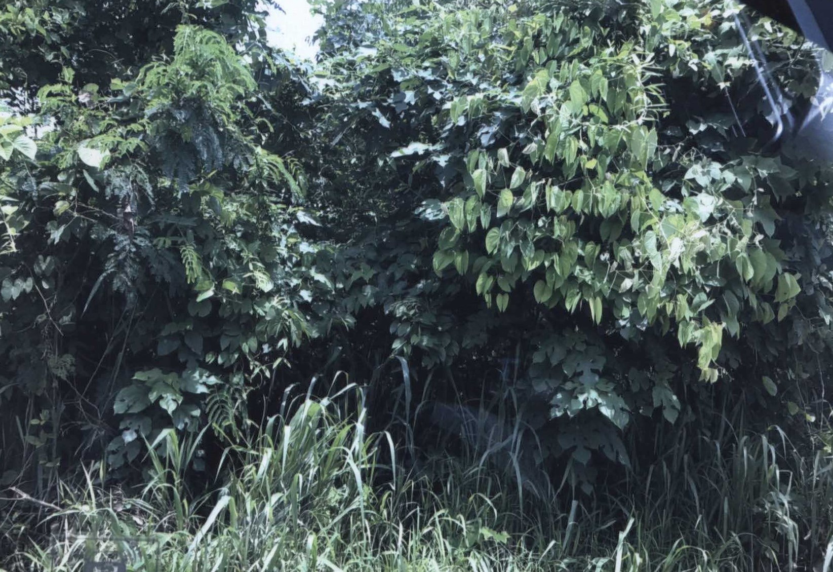 รูปที่ดินว่างเปล่า วังม่วง วังม่วง สระบุรี