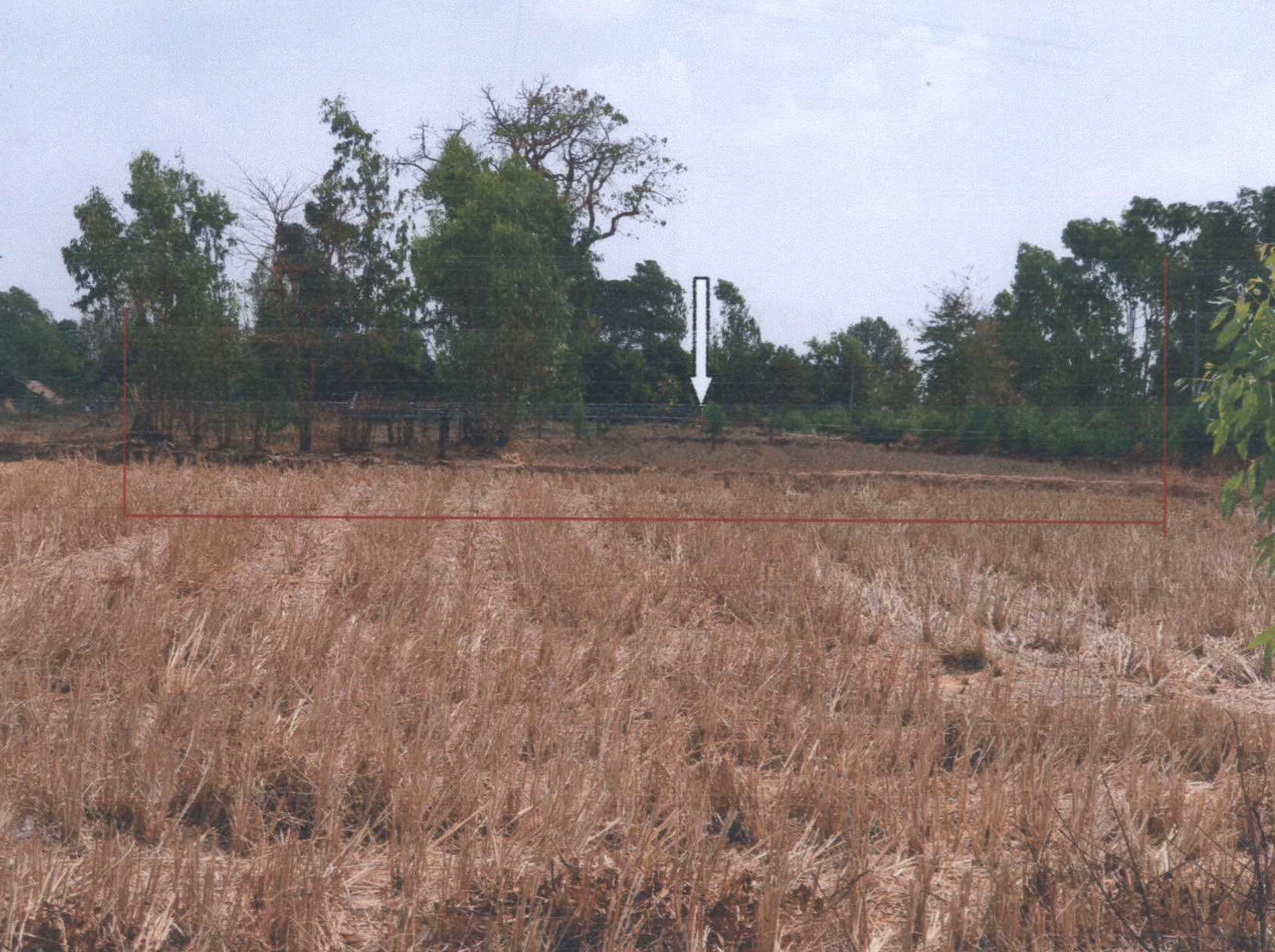 รูปที่ดินว่างเปล่า พังเคน นาตาล อุบลราชธานี