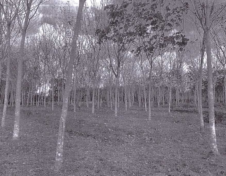 รูปที่ดินว่างเปล่า ที่วัง ทุ่งสง นครศรีธรรมราช