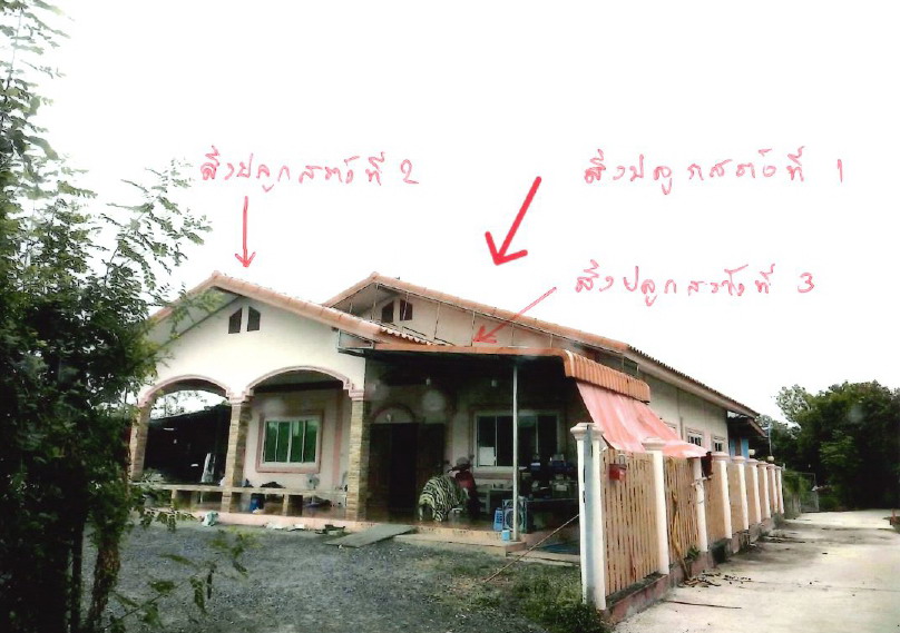 รูปที่ดินพร้อมสิ่งปลูกสร้าง ศรีสำราญ สองพี่น้อง สุพรรณบุรี