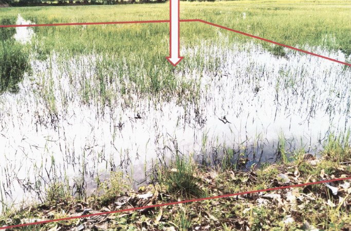 รูปที่ดินว่างเปล่า ขั้นไดใหญ่ เมืองยโสธร ยโสธร