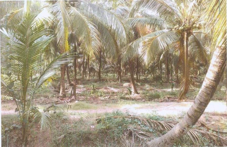 รูปที่ดินว่างเปล่า คุ้งกระถิน เมืองราชบุรี ราชบุรี