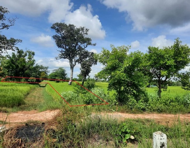 รูปที่ดินว่างเปล่า ม่วง มหาชนะชัย ยโสธร