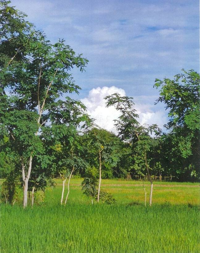 รูปที่ดินว่างเปล่า บ้านหว้า เมืองขอนแก่น ขอนแก่น