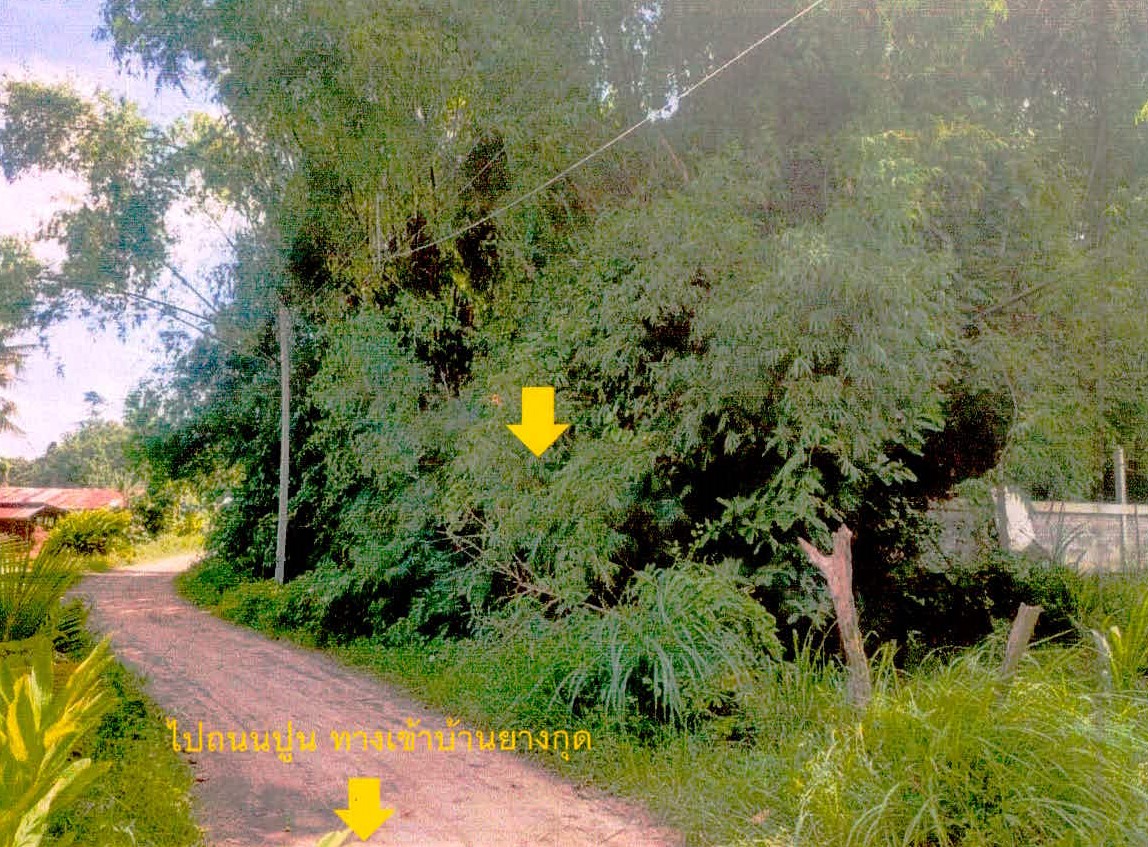 รูปที่ดินว่างเปล่า หมากเขียบ เมืองศรีสะเกษ ศรีสะเกษ