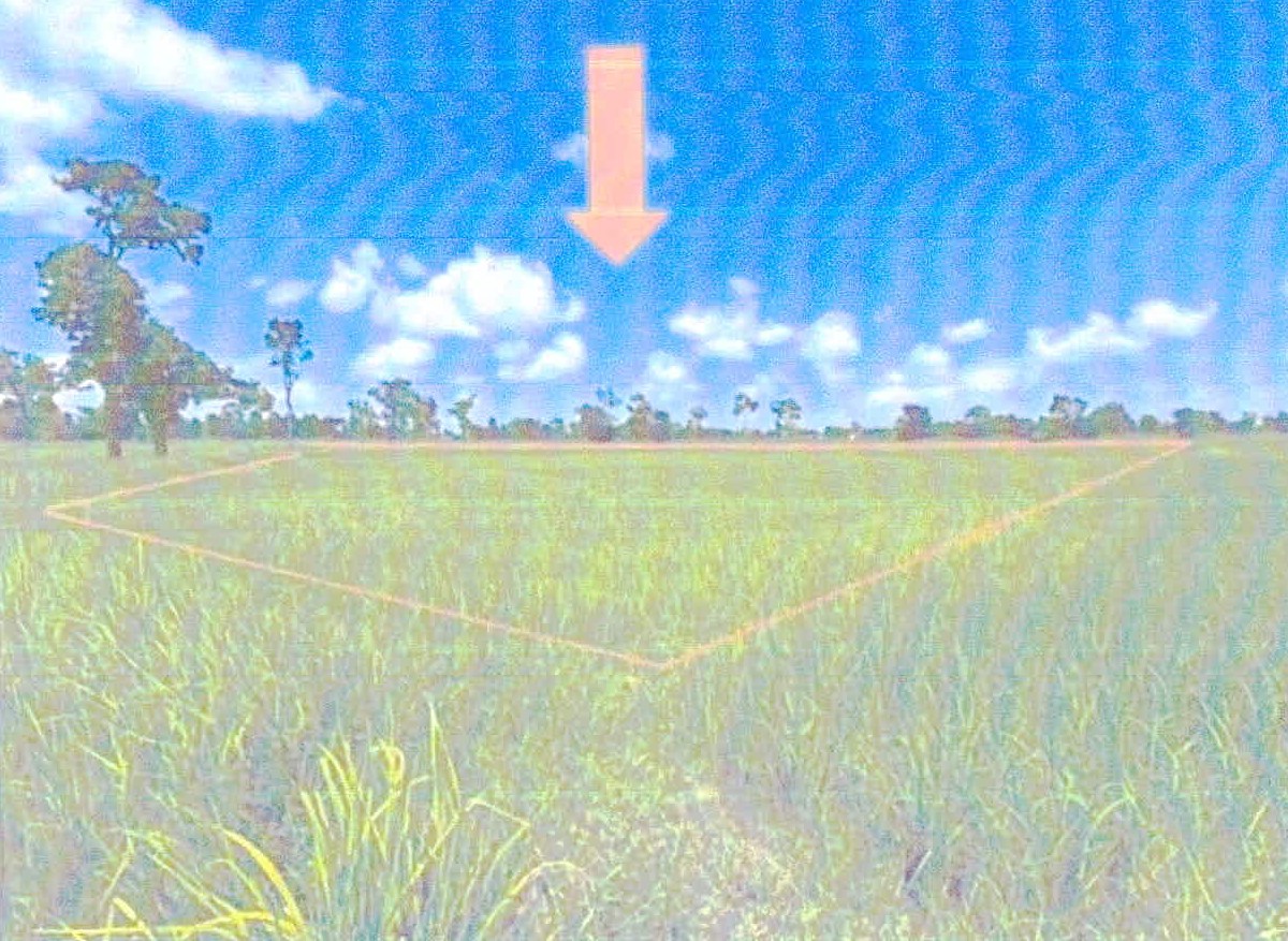 รูปที่ดินว่างเปล่า บึงบอน ยางชุมน้อย ศรีสะเกษ