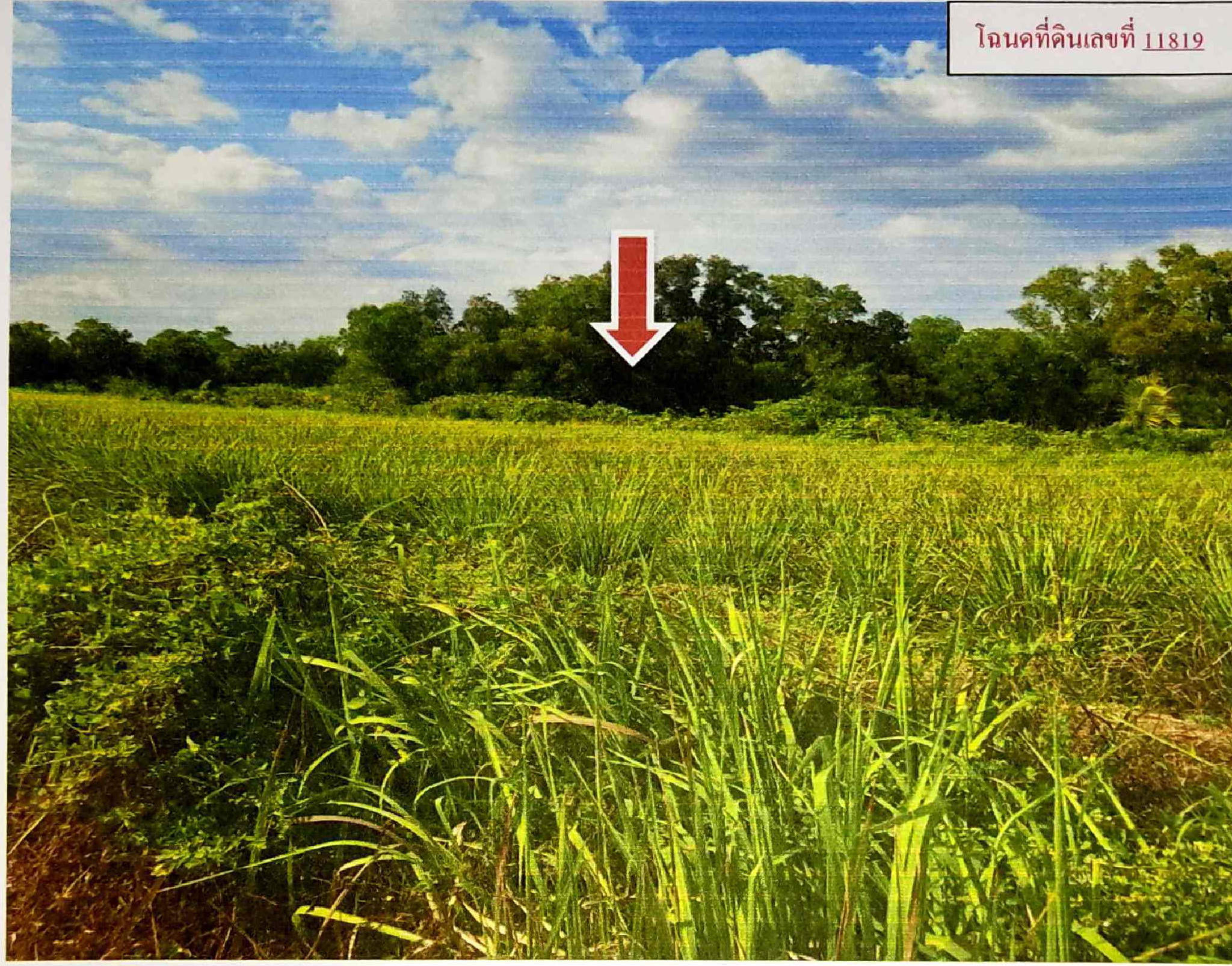 รูปที่ดินว่างเปล่า บึงกาสาม หนองเสือ ปทุมธานี