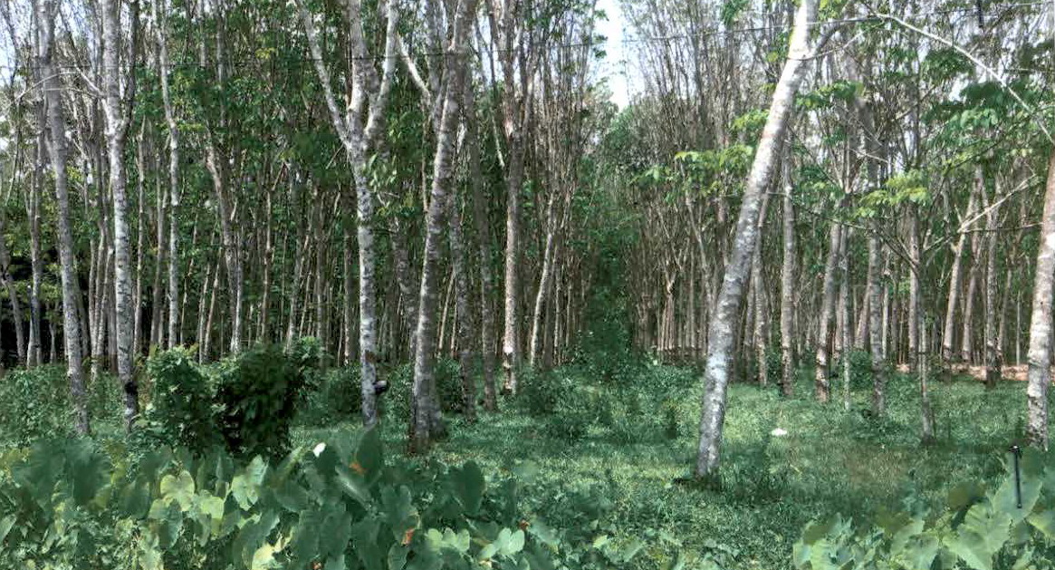 รูปที่ดินว่างเปล่า เขาโร ทุ่งสง นครศรีธรรมราช