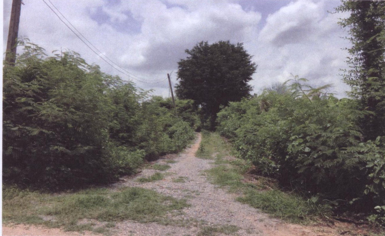 รูปที่ดินว่างเปล่า โนนเมืองพัฒนา ด่านขุนทด นครราชสีมา